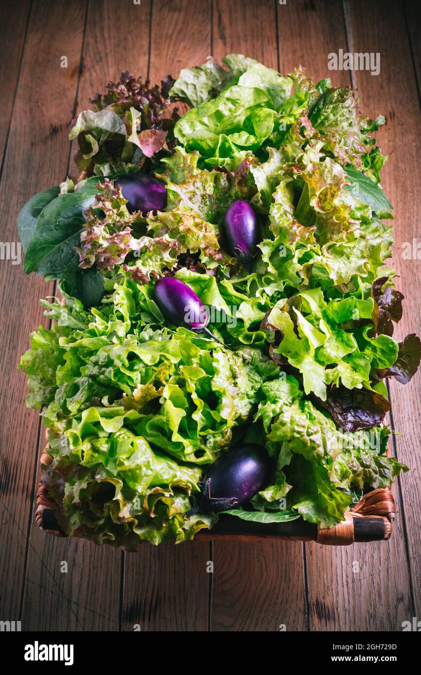 Garden rocket lettuce hi-res stock photography and images - Alamy