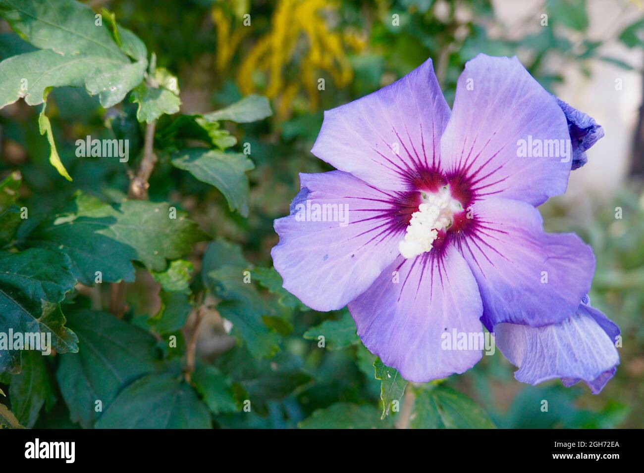 Purple Hibiscus Flower Stock Photo