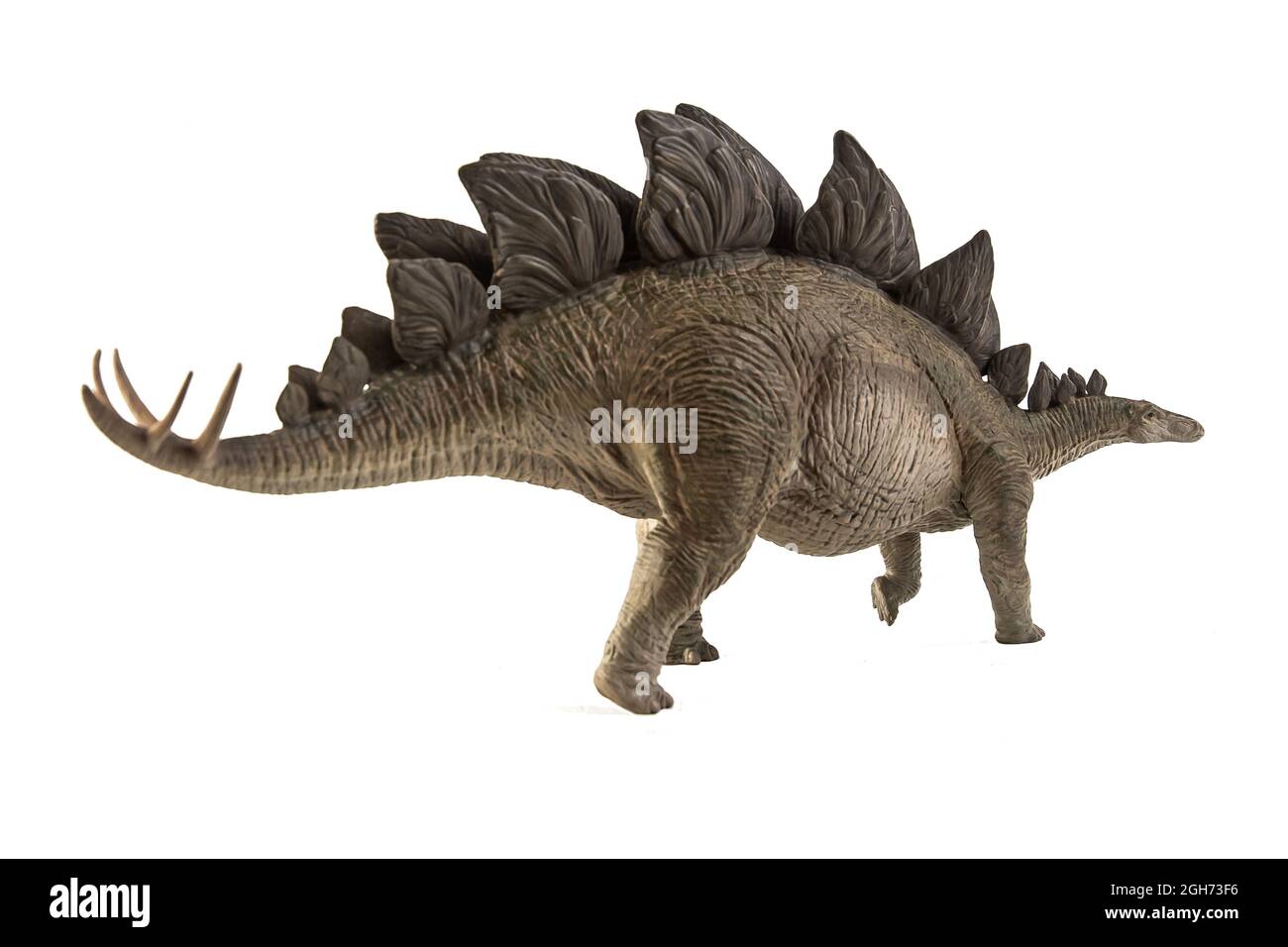 Stegosaurus Dinosaur on white background Stock Photo - Alamy