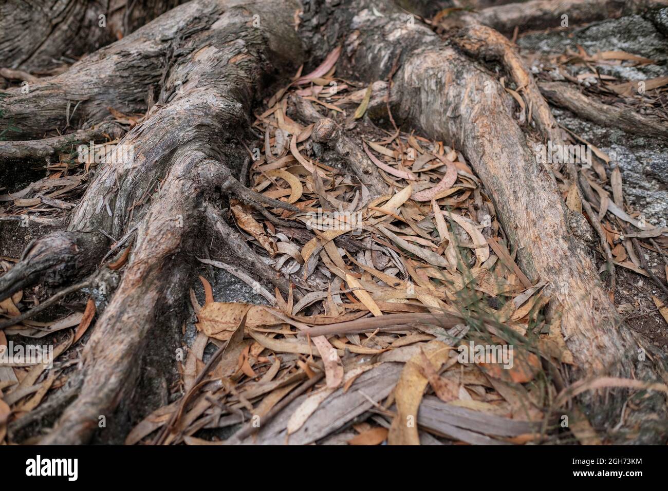 Fallen eucalyptus leaves on the ground among the roots Stock Photo Alamy