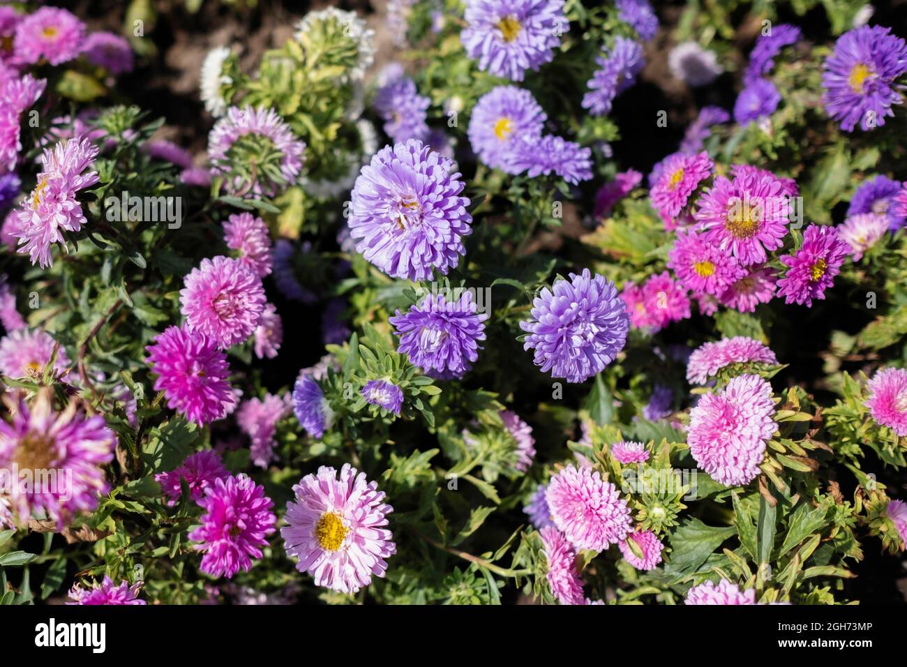 Flowers of China Aster, Annual Aster (Callistephus chinensis Nees) Stock Photo