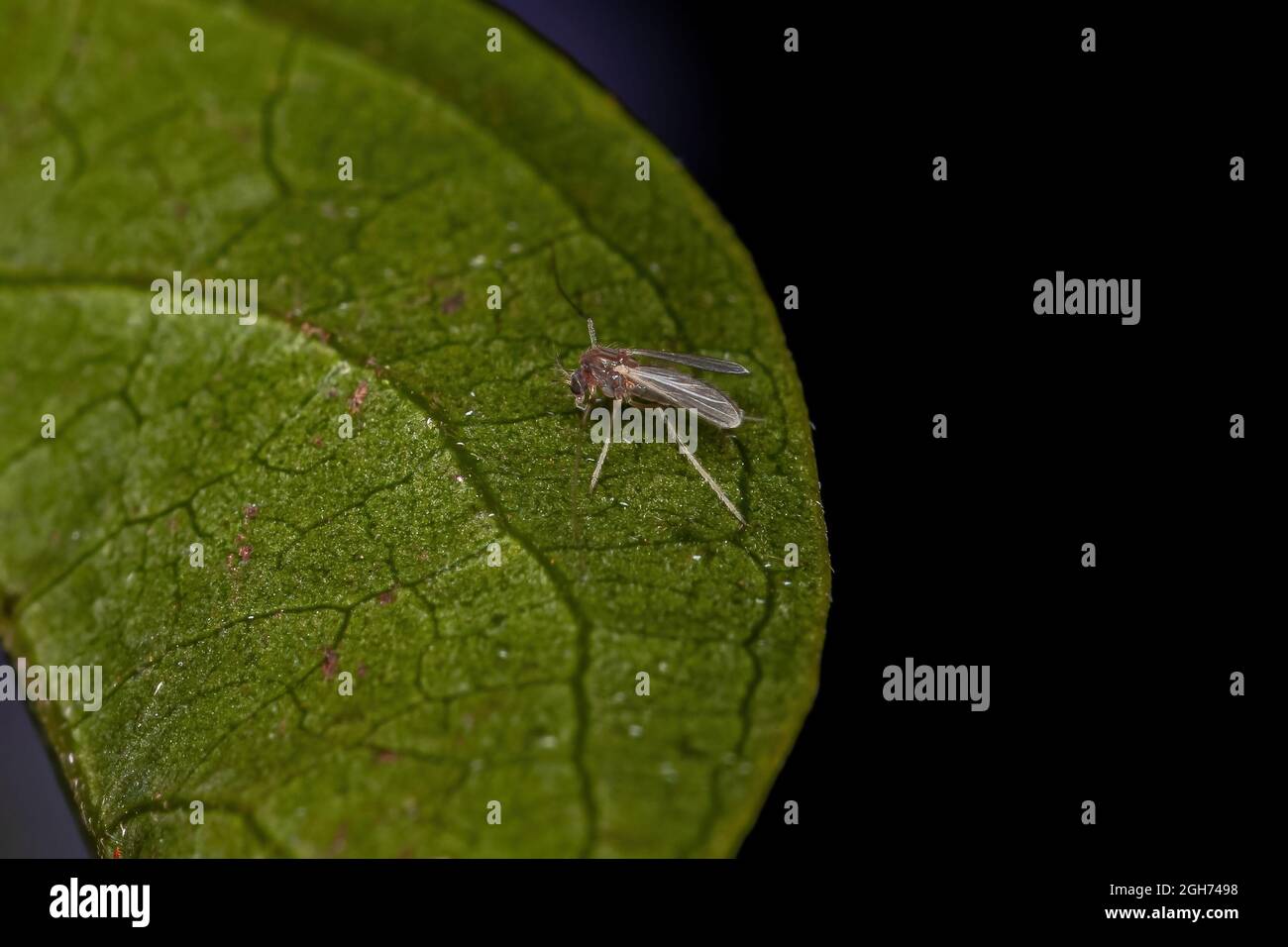 Small Adult Nematoceran Fly of the Suborder Nematocera Stock Photo