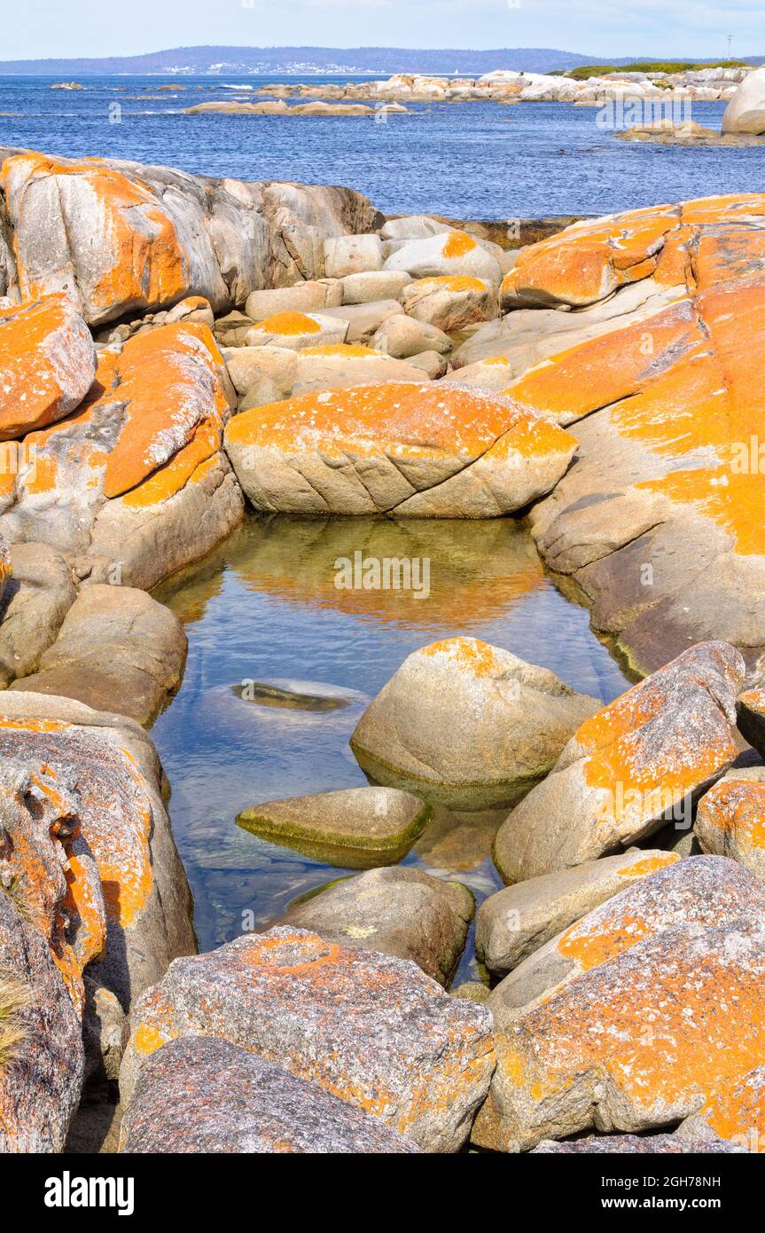 Little pond on an orange  lichen-covered granite boulder in Bay of Fires - The Gardens, Tasmania, Australia Stock Photo