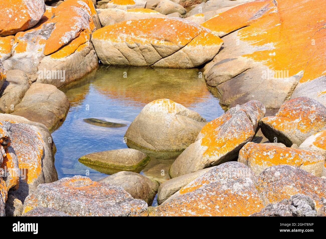 Little pond on an orange  lichen-covered granite boulder in Bay of Fires - The Gardens, Tasmania, Australia Stock Photo