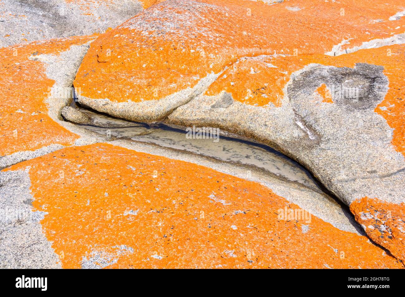Orange lichen-covered granite boulders in Bay of Fires - The Gardens, Tasmania, Australia Stock Photo