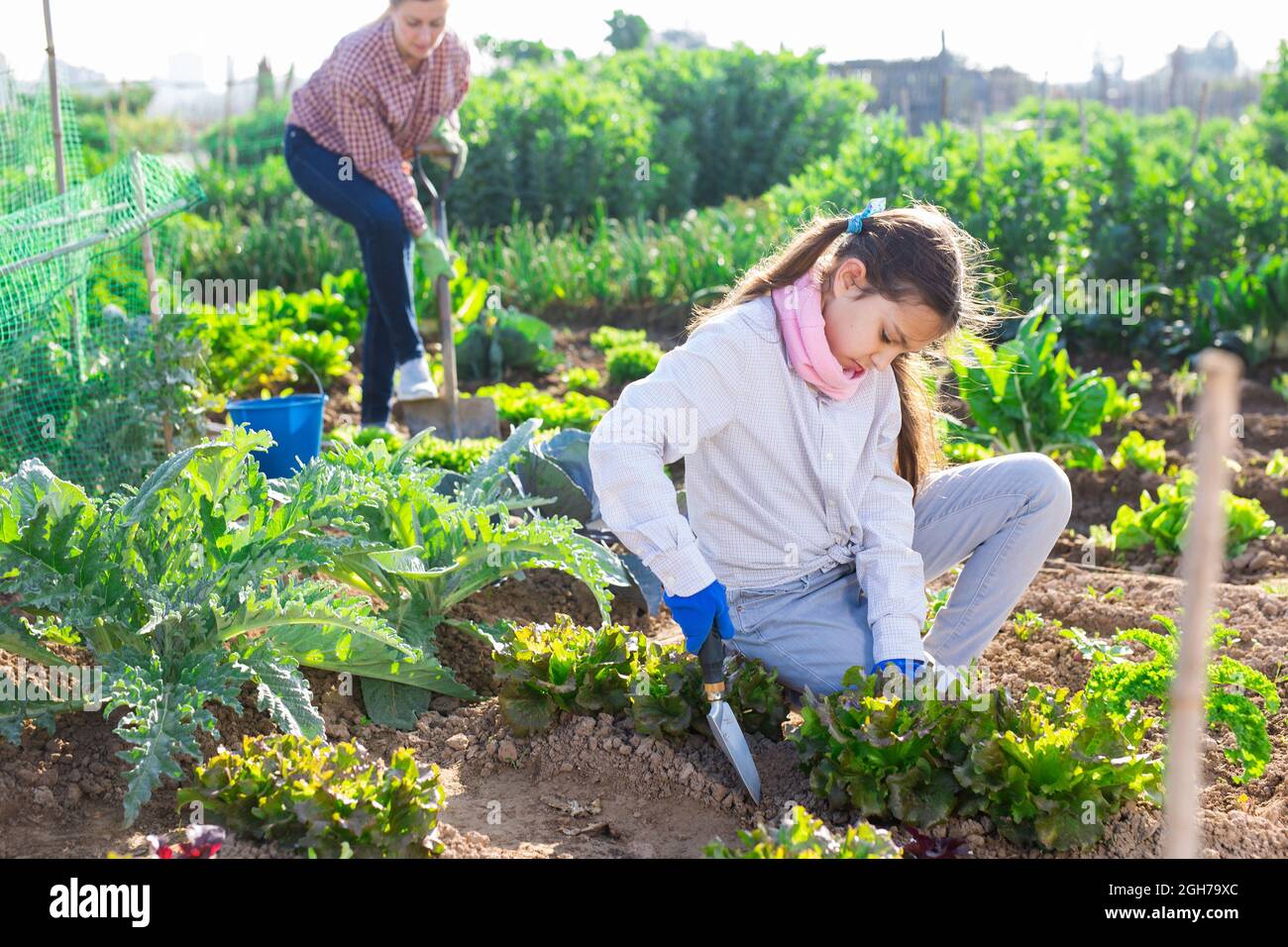 Teenage girl is spudding a bed of lettuce in vegetable garden Stock ...
