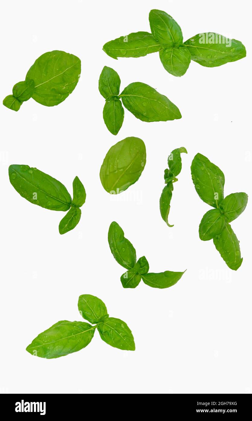 Basil isolated. Basil leaf on white. Basil leaves top view set. Basil
