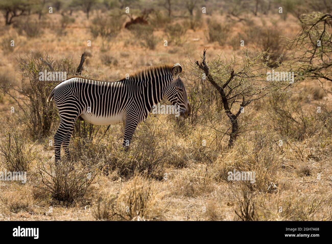 Kenyan Zebra Stock Photo