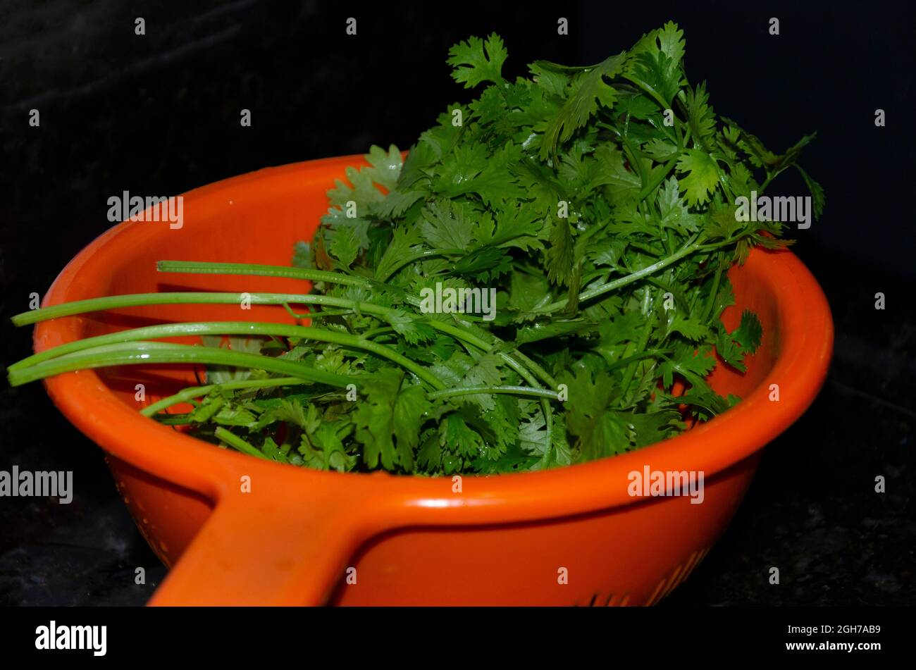 Green cilantro inside an orange colored plastic bowl. Seasoning ready to be added to foods. Stock Photo