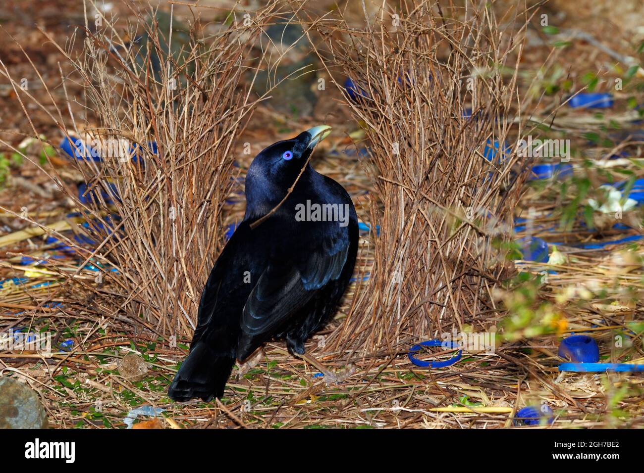 Male Satin Bowerbird, Ptilonorhynchus violaceus, building his bower. These birds use a bower made of sticks, decorated with blue and yellow objects, t Stock Photo