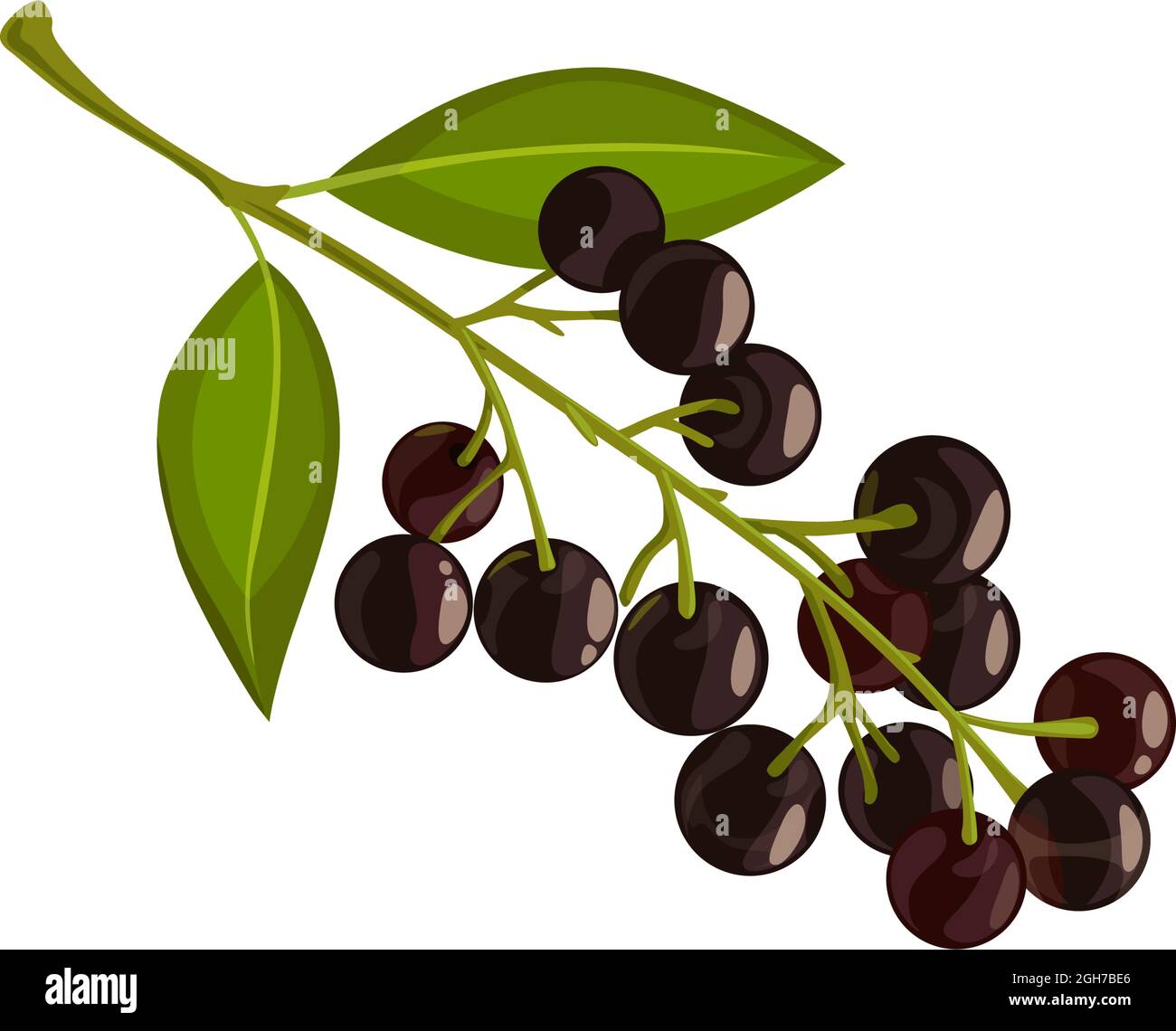 Choke plant Stock Vector Images - Alamy