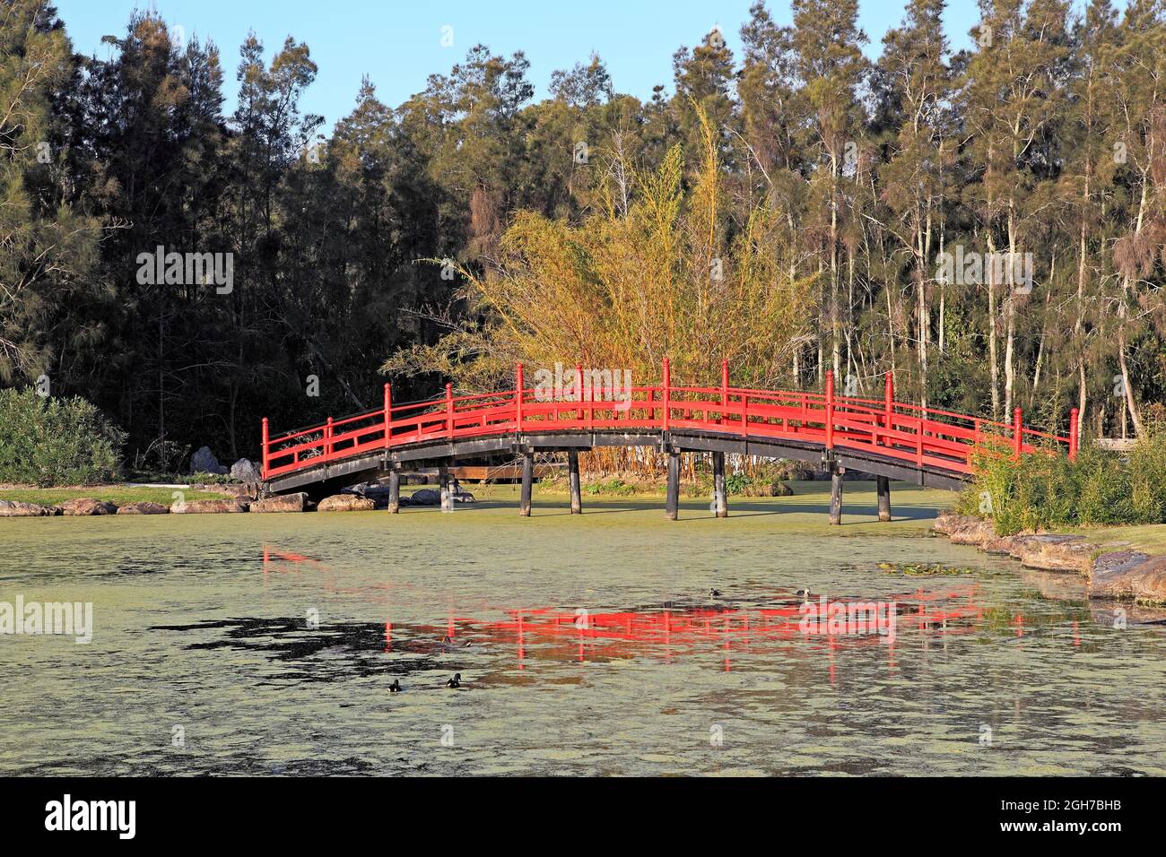 Red Japanese Bridge over the Lake at the North Coast Regional Botanic Garden, Coffs Harbour, NSW, Australia Stock Photo