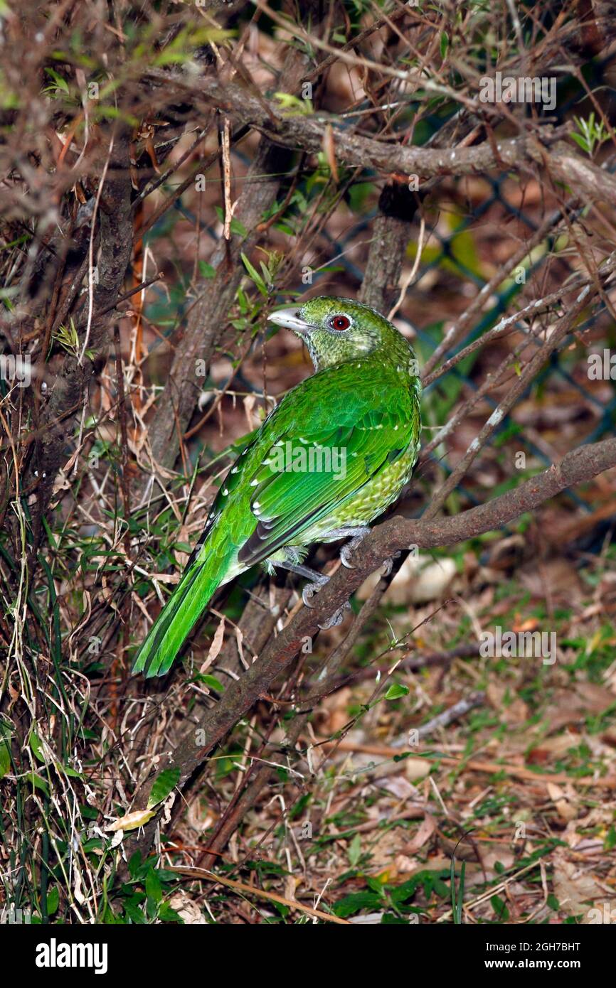 Green Catbird, Ailuroedus crassirostris is a species of bowerbird. Wild bird photographed outside North Coast Regional Botanic Garden. Coffs Harbour, Stock Photo