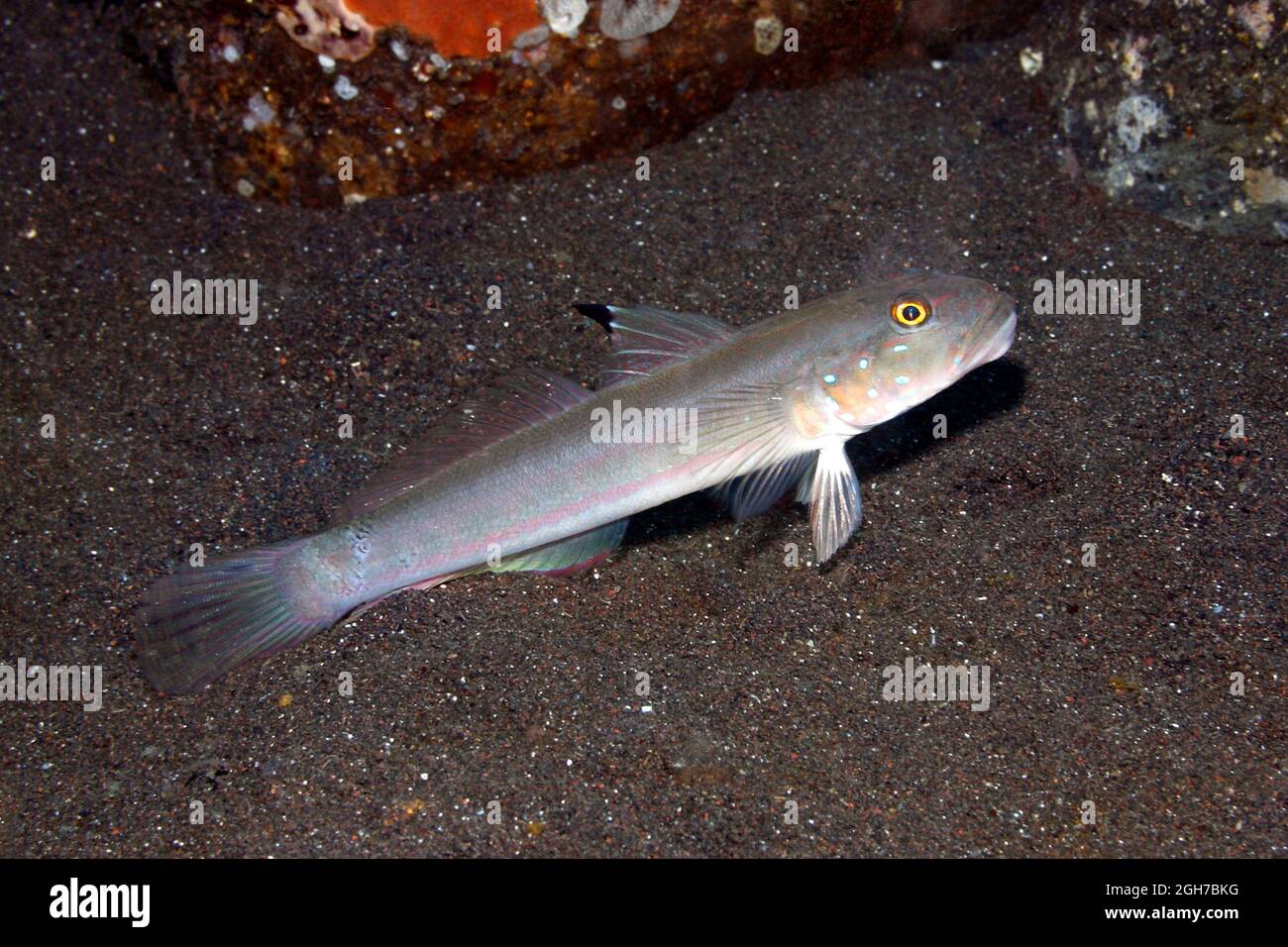 Sixspot Goby, Valencienna sexguttata. Also known as Six Spot Sleeper Goby, Sleeper Blue Dot Goby, Sixspot Glidergoby, Blacktip Goby, Stock Photo