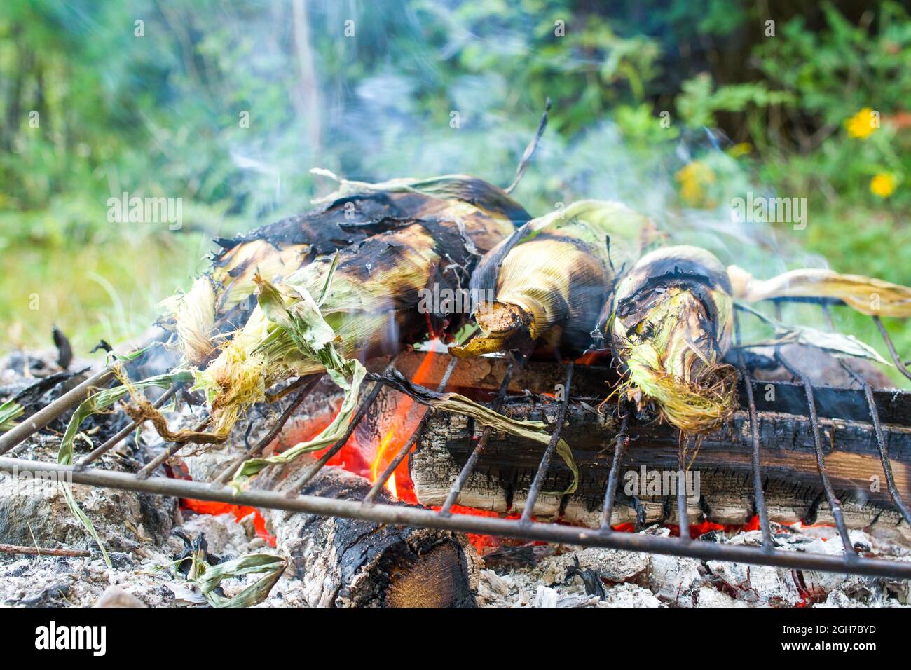 Corn roasting on a camp fire Stock Photo