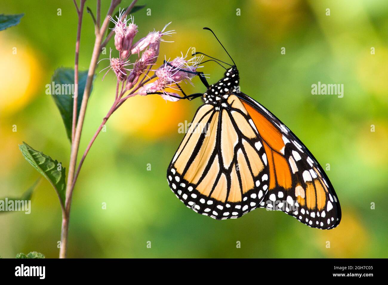 An adult monarch butterfly (Danaus plexippus) nectaring on a flower during fall migration Stock Photo