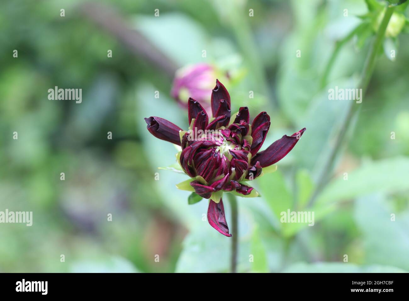 Rare find maroon dahlia, Dahlia flower bloom in a garden on leaf background Stock Photo