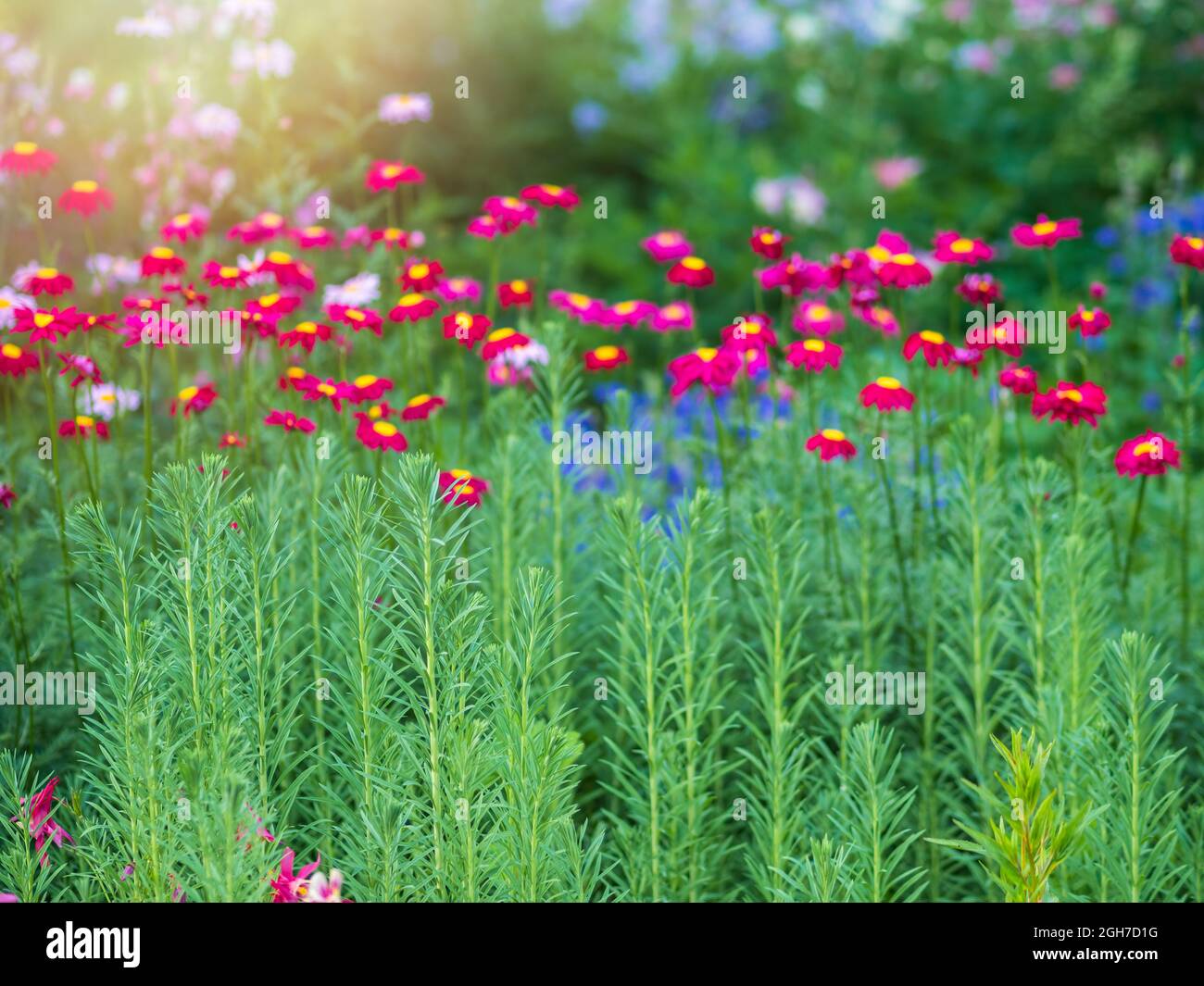 Red Painted Daisies flowers, latin name Tanacetum coccineum or