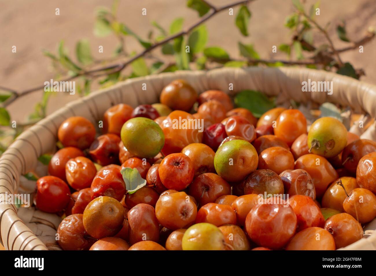 Ziziphus jujuba, commonly called jujube, also known as Chinese date, Chinese apple, Indian plum, Indian jujube, Musawu or Maçanica Stock Photo