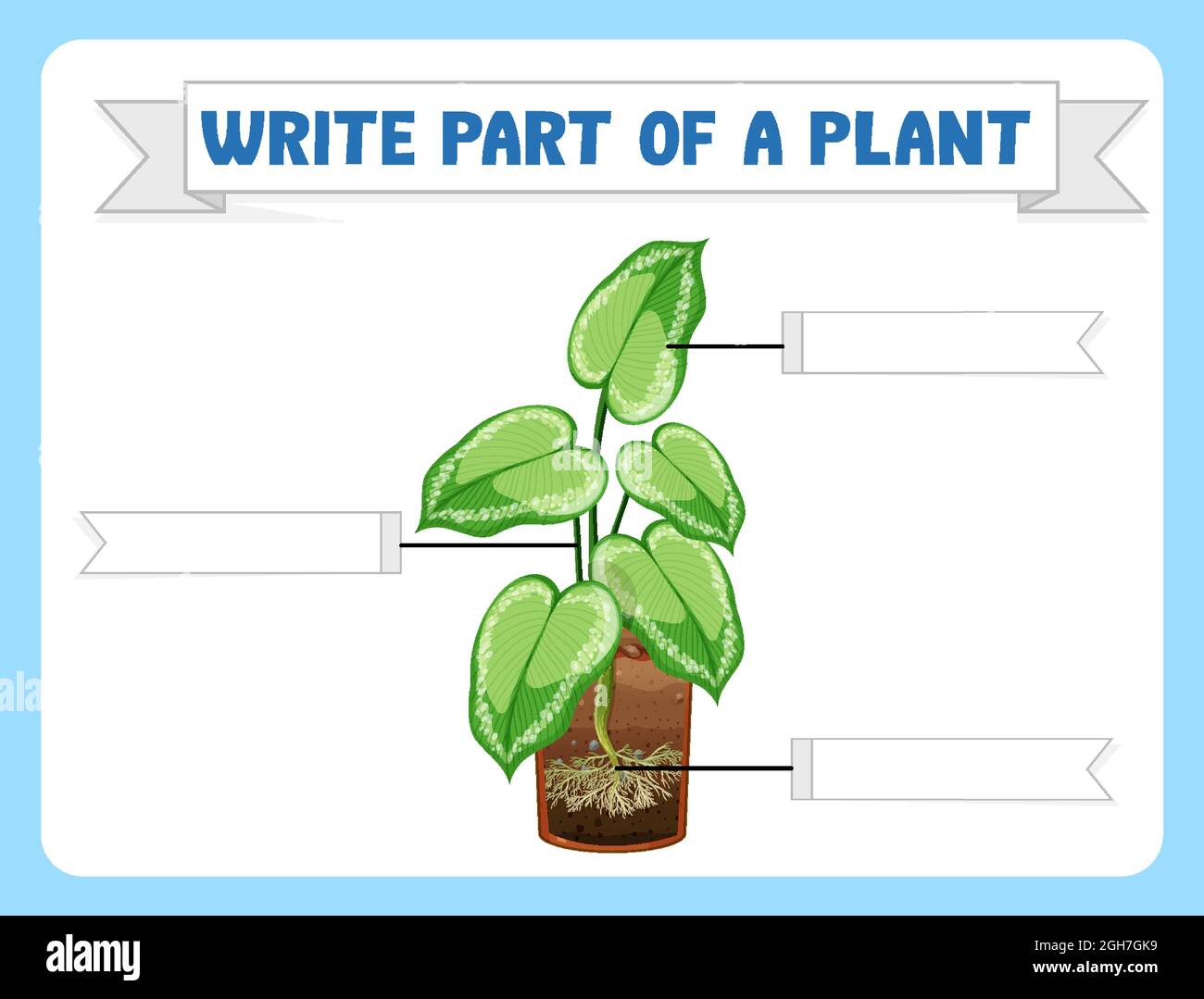 Parts Of A Plant Worksheet For Kindergarten