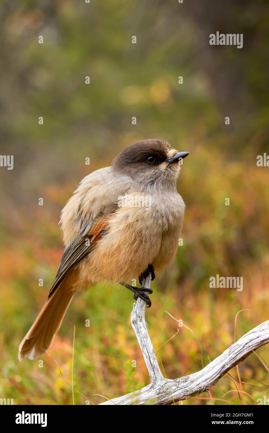 Siberian jay (Perisoreus infaustus) with fluffy plumage perched on a branch on autumnal background Stock Photo