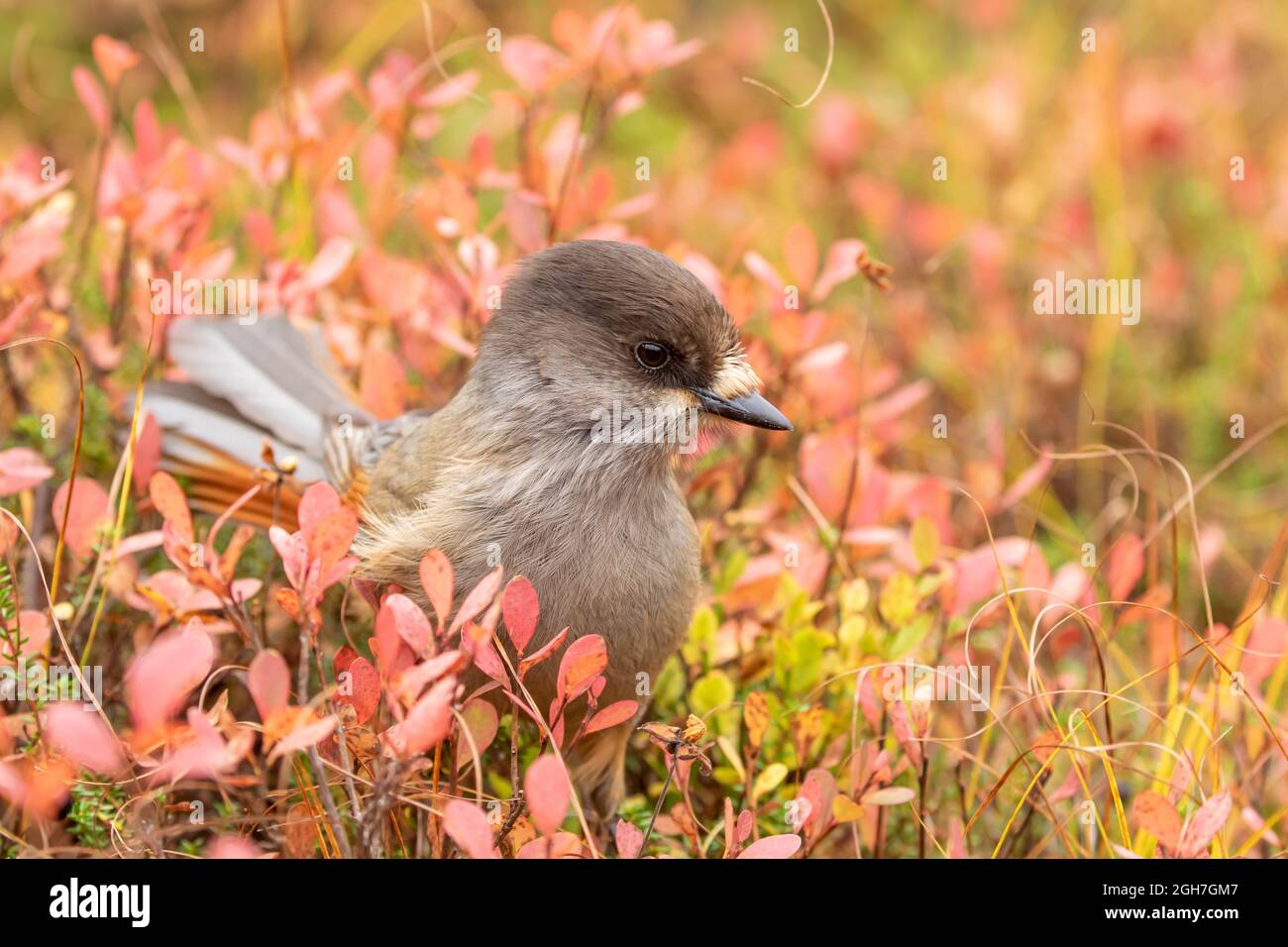 Adorable corvne Siberian jay, Perisoreus infaustus, among autumn colored blueberry leaves in Finnish nature Stock Photo