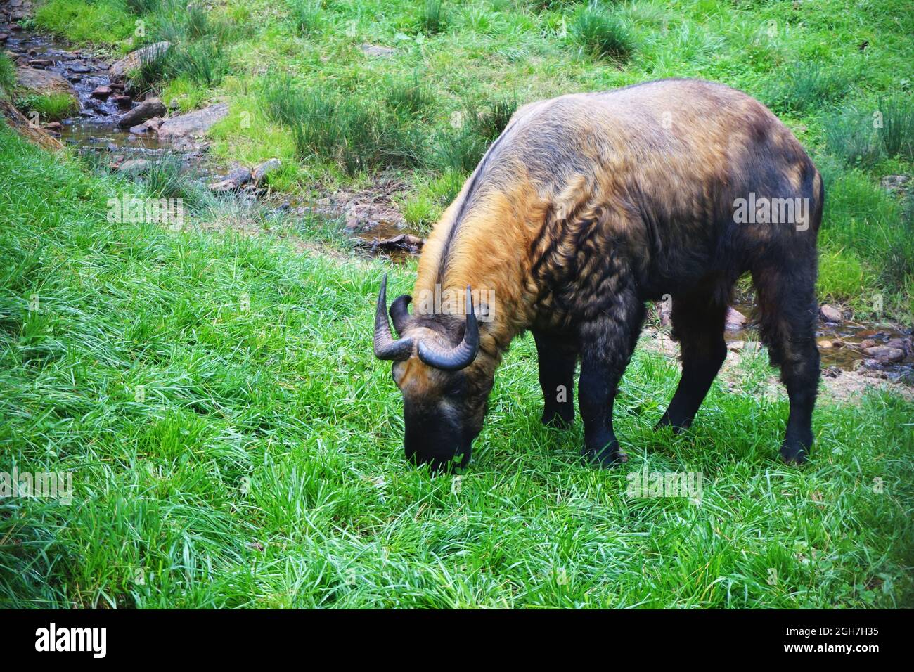 Mature Takin (Bhutan’s national animal) grazing on a hill in the Motithang Takin Preserve (also known as the Royal Takin Preserve), Thimphu, Bhutan. Stock Photo