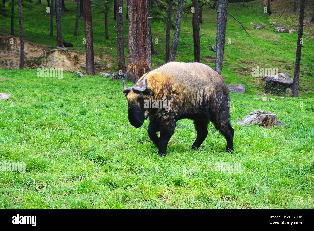 Bhutan national animal hi-res stock photography and images - Alamy