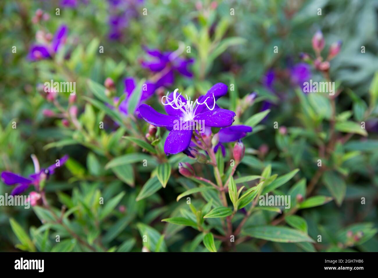 Glory bush, or lasiandra. This plant is native to Brazil and it produces colorful flowers, focus selective. Stock Photo