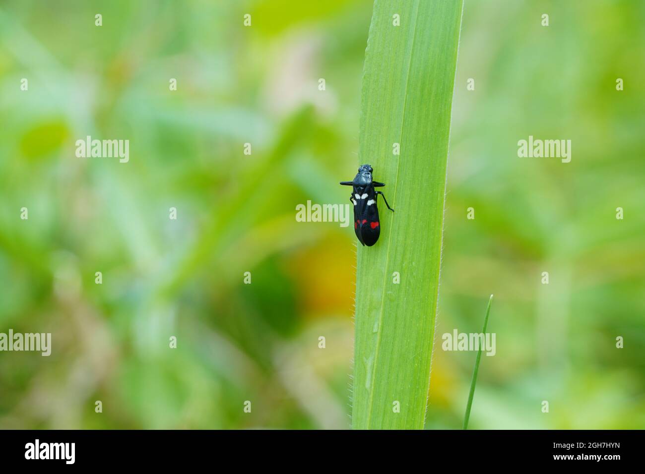 Bambi Deer, Macro of Insects perched on green leaves In the green blurred background Stock Photo