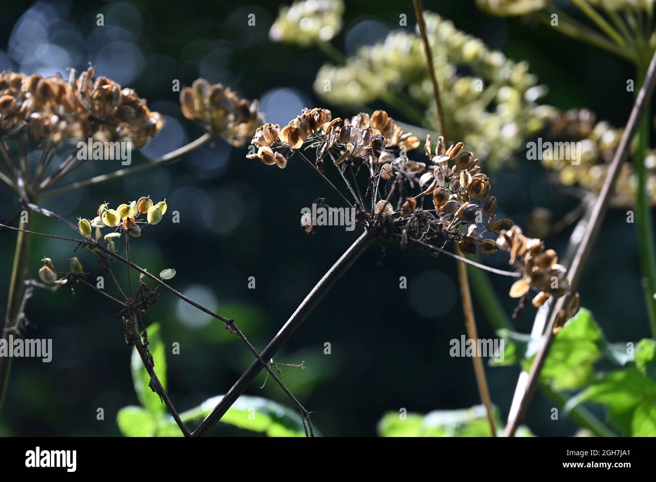 Cow parsley seed heads, Foots Cray Meadows, Sidcup, Kent. UK Stock