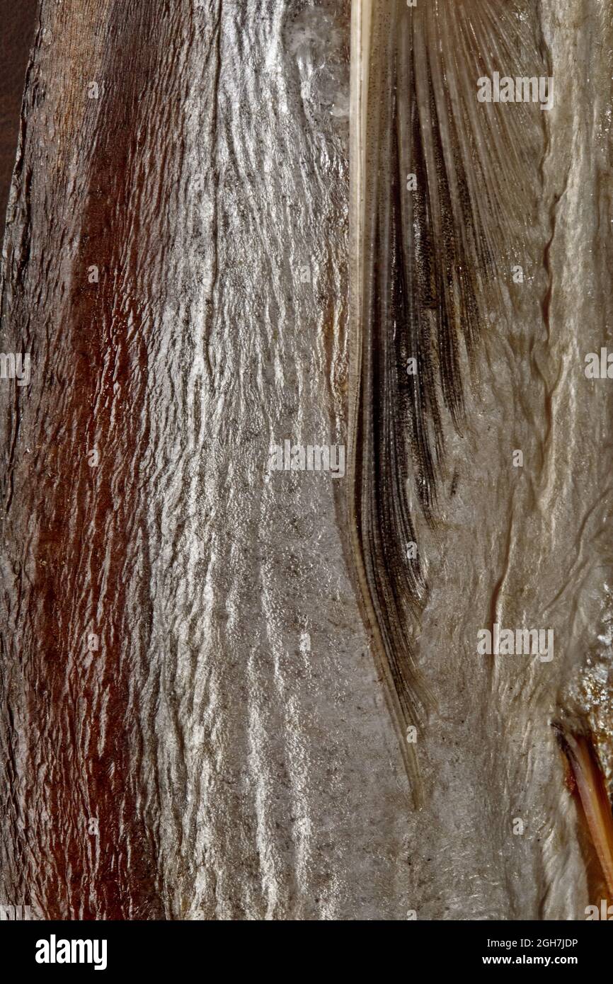 Closeup of skin of dried fish without scales with pectoral fin Stock