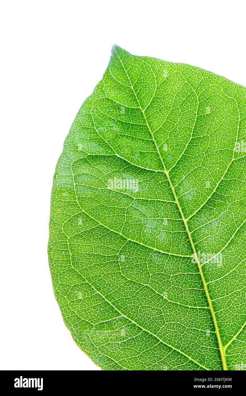 green leaf with clearly visible texture isolated on white background Stock Photo