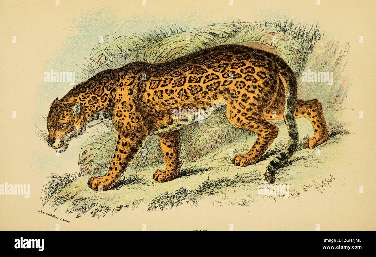 jaguar (Panthera onca Here As Felis onca) From the book ' A handbook to the carnivora : part 1 : cats, civets, and mongooses ' by Richard Lydekker, 1849-1915 Published in 1896 in London by E. Lloyd Stock Photo