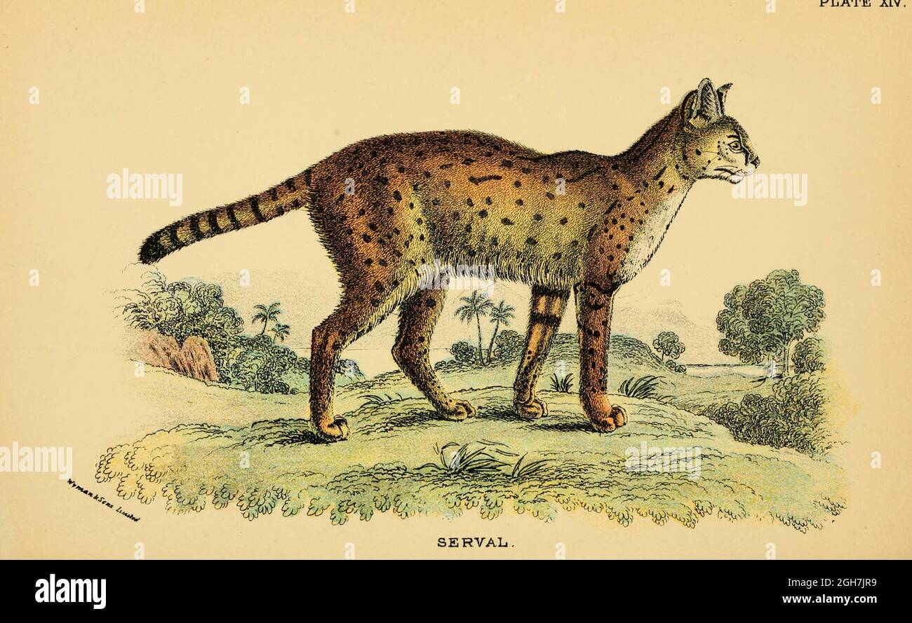 serval (Leptailurus serval Here as Felis serval) From the book ' A handbook to the carnivora : part 1 : cats, civets, and mongooses ' by Richard Lydekker, 1849-1915 Published in 1896 in London by E. Lloyd Stock Photo