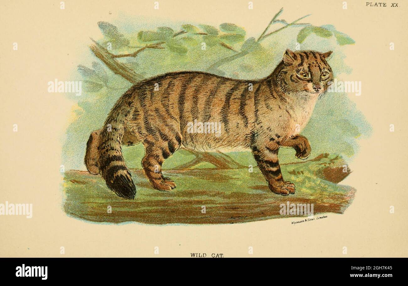 Wild Cat (Felis catus) From the book ' A handbook to the carnivora : part 1 : cats, civets, and mongooses ' by Richard Lydekker, 1849-1915 Published in 1896 in London by E. Lloyd Stock Photo