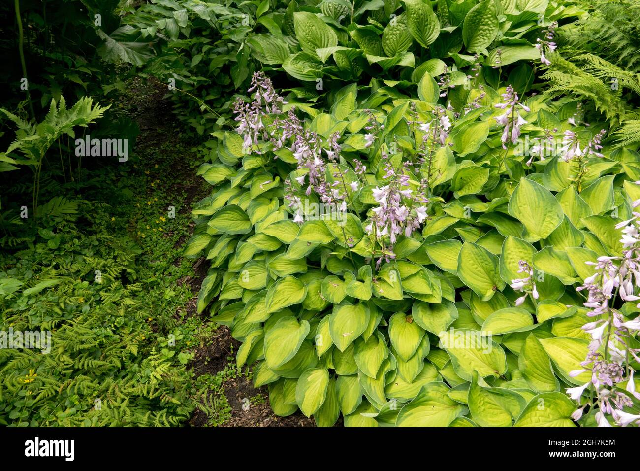 Hosta garden border Hosta 'Gold Rush' perennials under shade Stock Photo