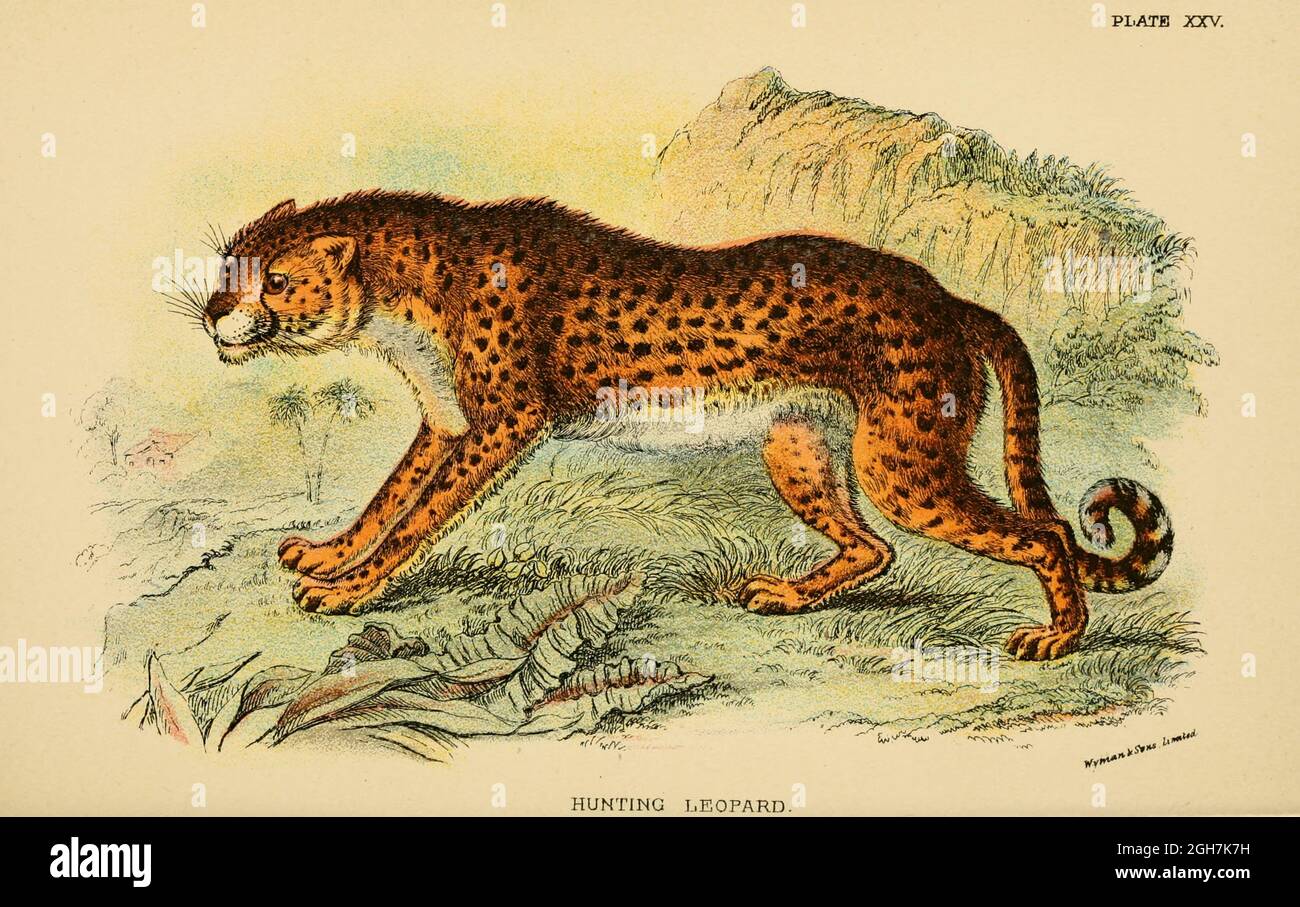 cheetah (Acinonyx jubatus) [Here as Cynaelurus jubatus] From the book ' A handbook to the carnivora : part 1 : cats, civets, and mongooses ' by Richard Lydekker, 1849-1915 Published in 1896 in London by E. Lloyd Stock Photo