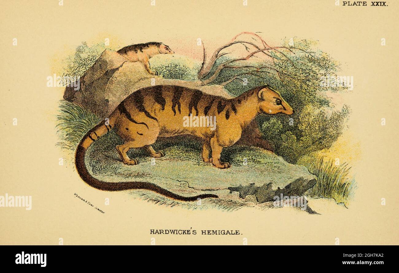 Hardwicke's Hemigale (Hemigale hardwickii) From the book ' A handbook to the carnivora : part 1 : cats, civets, and mongooses ' by Richard Lydekker, 1849-1915 Published in 1896 in London by E. Lloyd Stock Photo