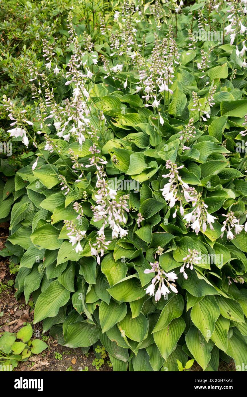 Hosta garden Hosta Pastures New Stock Photo