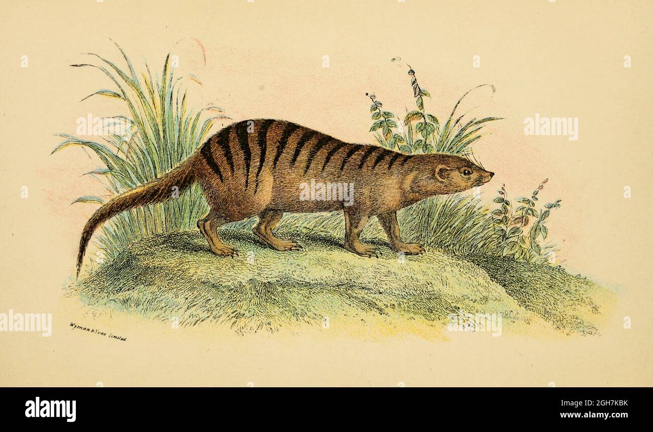 Broad-banded Cusimanse (Crossarchus fasciatus) From the book ' A handbook to the carnivora : part 1 : cats, civets, and mongooses ' by Richard Lydekker, 1849-1915 Published in 1896 in London by E. Lloyd Stock Photo
