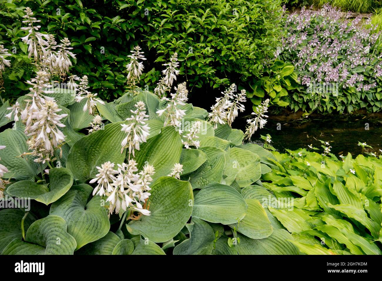 Garden hosta border Hosta 'Blue Angel' summer garden Stock Photo