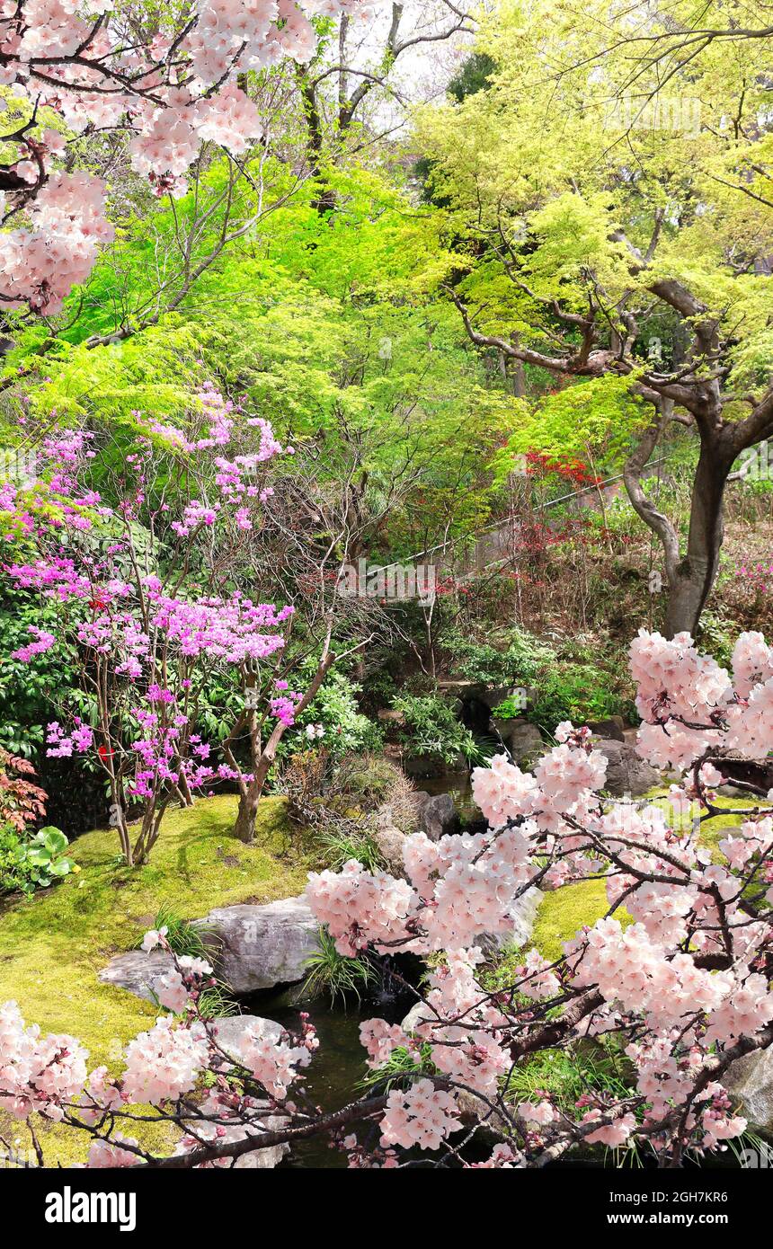 Decorative garden in Hasedera (Hase-dera) temple, Kamakura, Japan. Blossoming sakura season Stock Photo