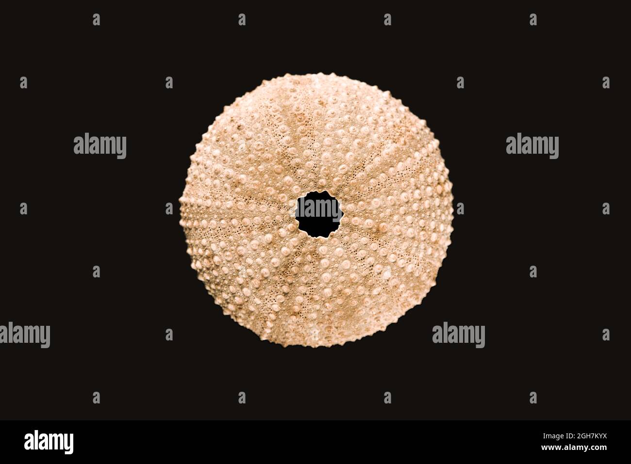 Abstract sea urchin shell hi-res stock photography and images - Alamy