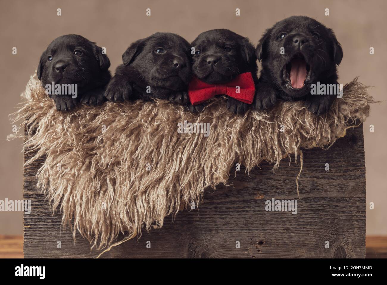 cute labrador retriever group of puppies resting, wearing red bowtie ...