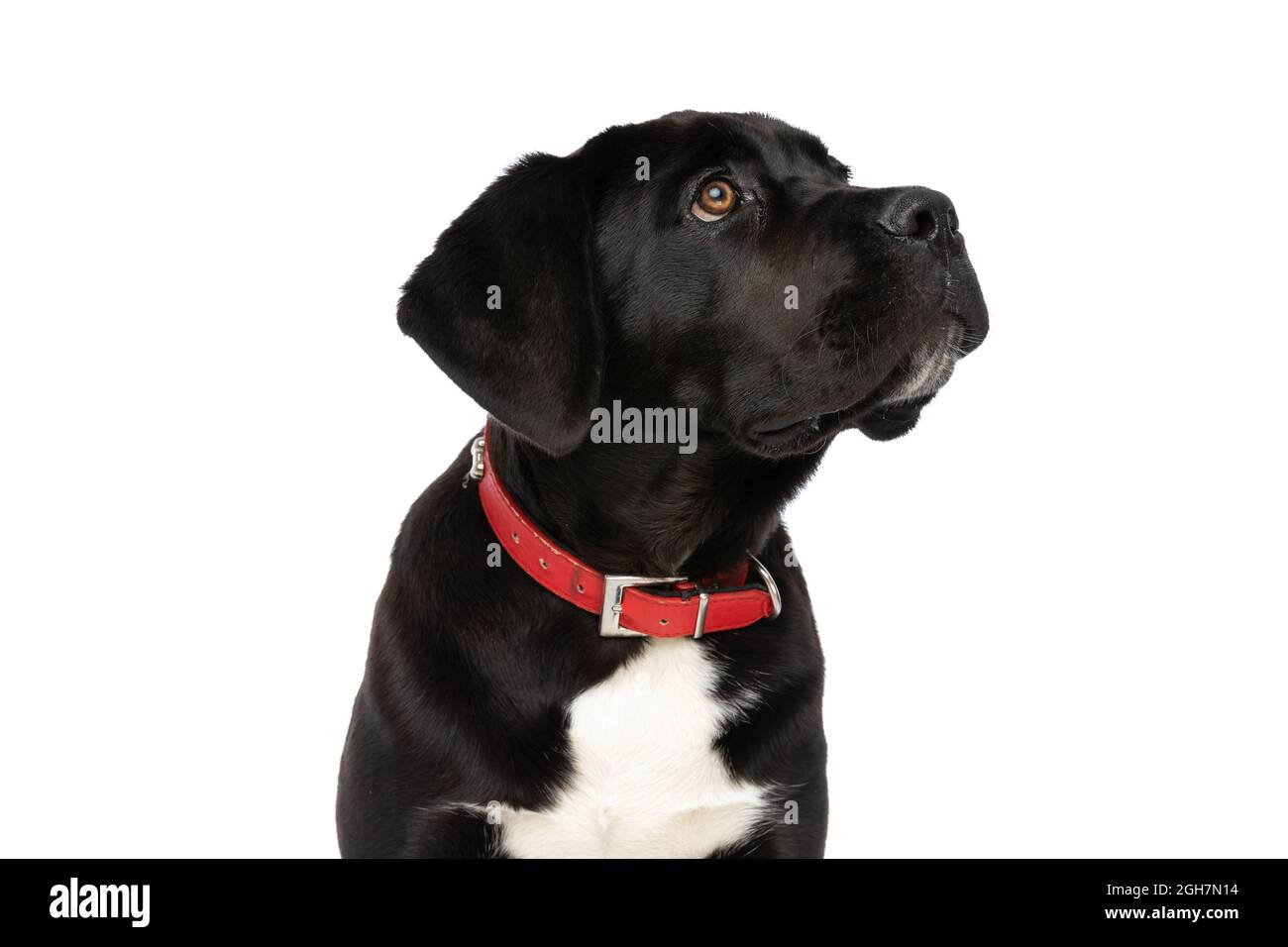 cane corso chain collar