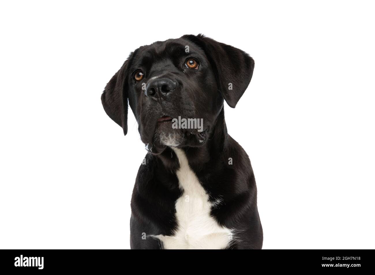 Kane-korso is a breed of dogs, one of the oldest representatives of the  Molossian group. Ancient Roman fighting dogs are considered official  ancestors Stock Photo - Alamy