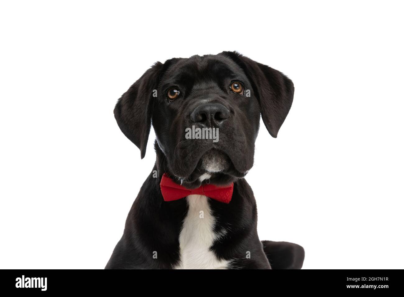 Cane Corso Elegant and Casual Style Clip with an Image of a Dog tie pin Cane Corso Elegant and Casual Style Clip with an Image of a Dog tie pin