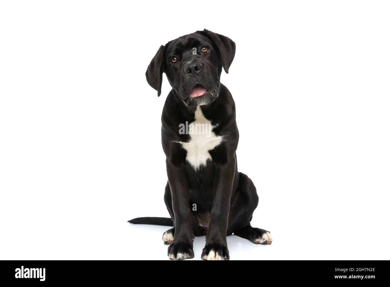 Cane Corso Black Lab Mix