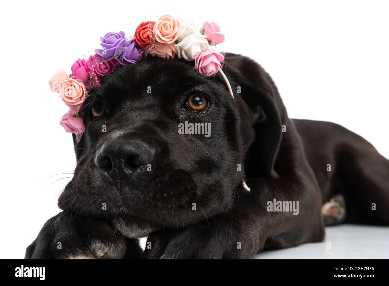 portrait of cute cane corso puppy wearing flowers headband and looking up  laying down isolated on white background in studio Stock Photo - Alamy